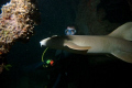   Unexpected nurse shark... awaken during night dive St Antao Wreck Sal Island. shark Island  